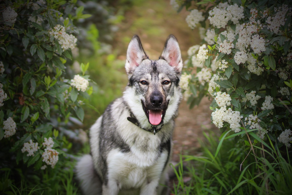photographe canin & félin