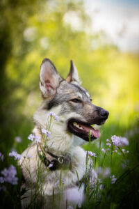 portrait chien loup