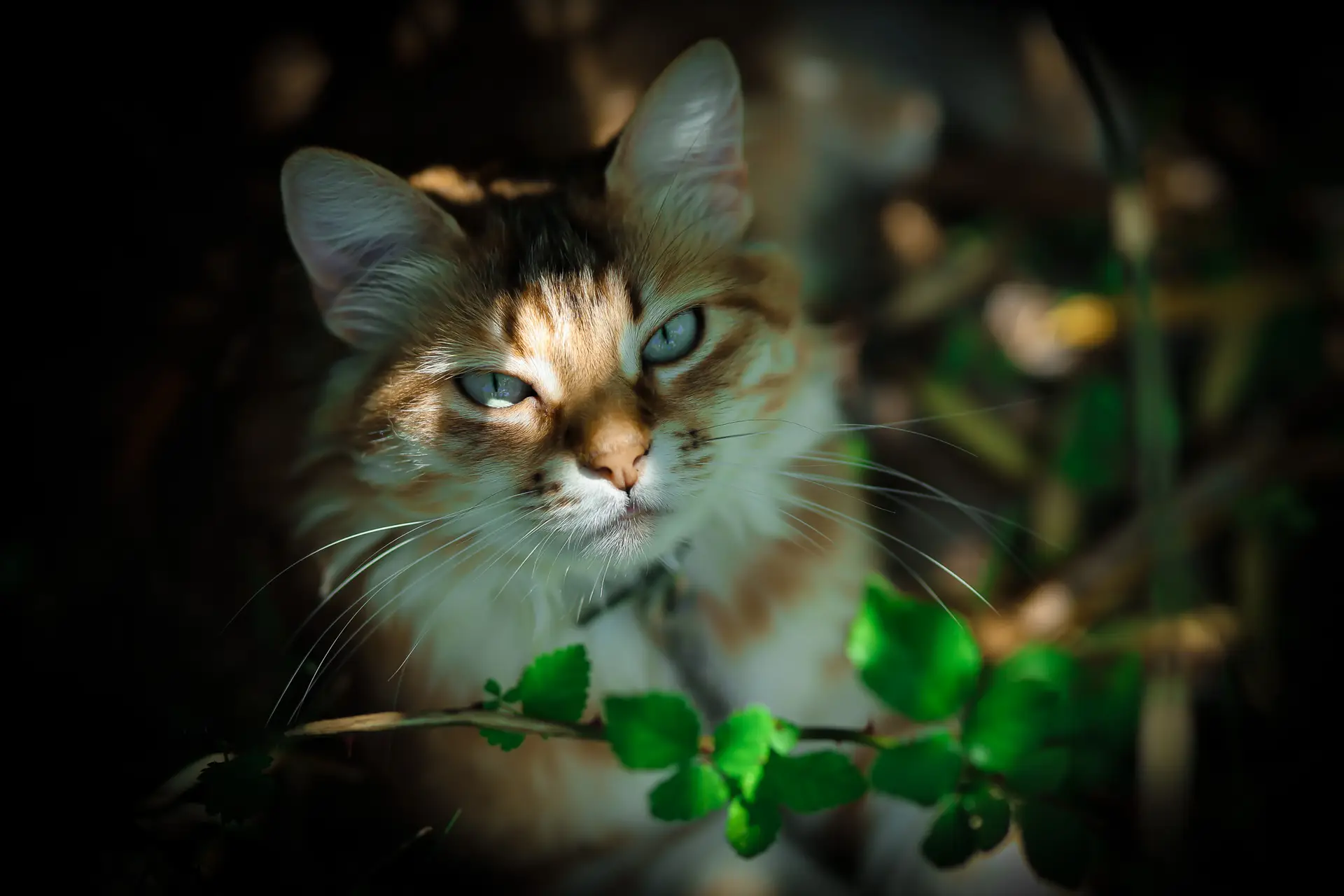 photographe canin & félin