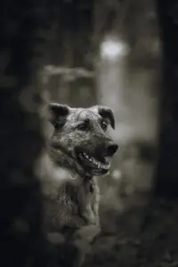 portrait noir & blanc chien