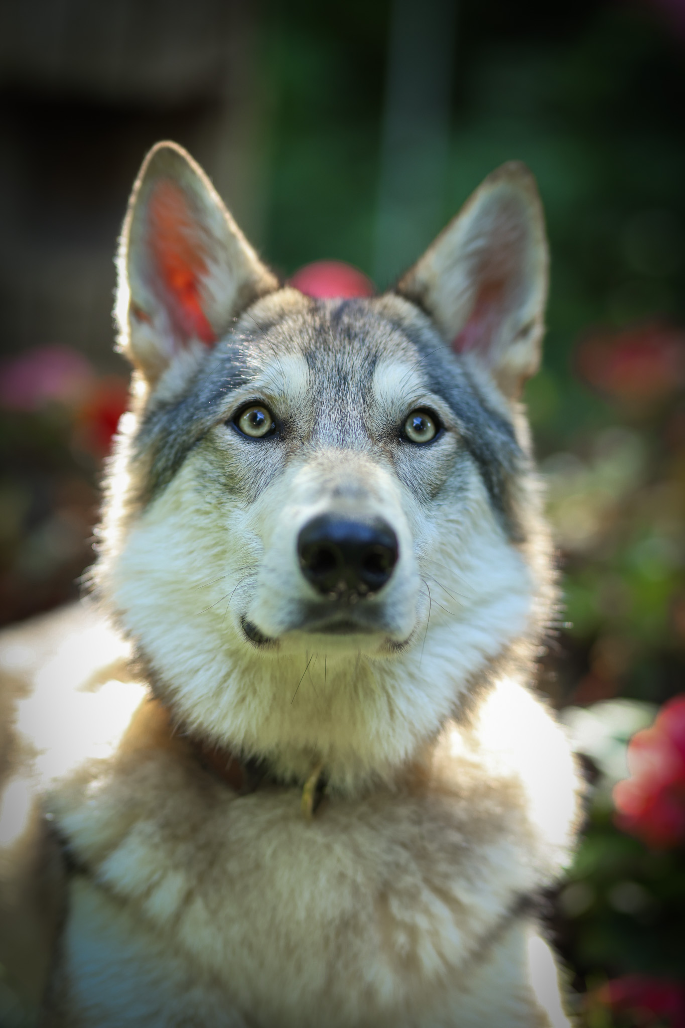 portrait chien loup