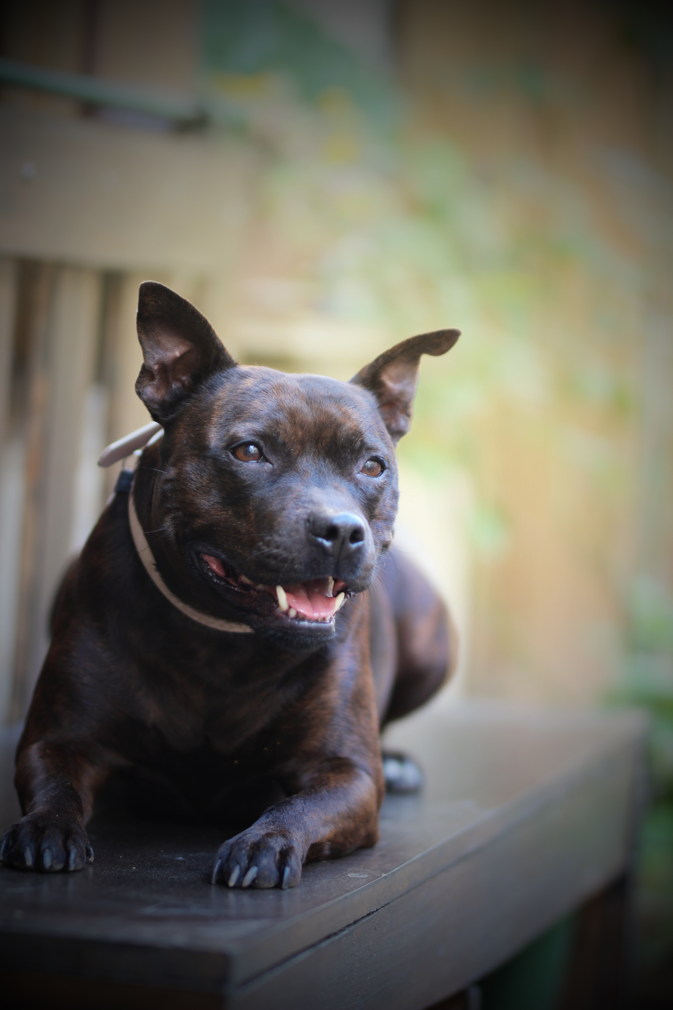 photographe canin & félin