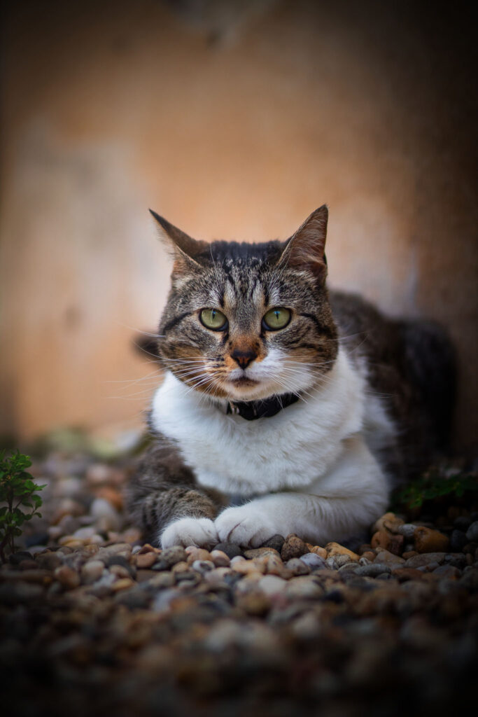 photographe canin & félin