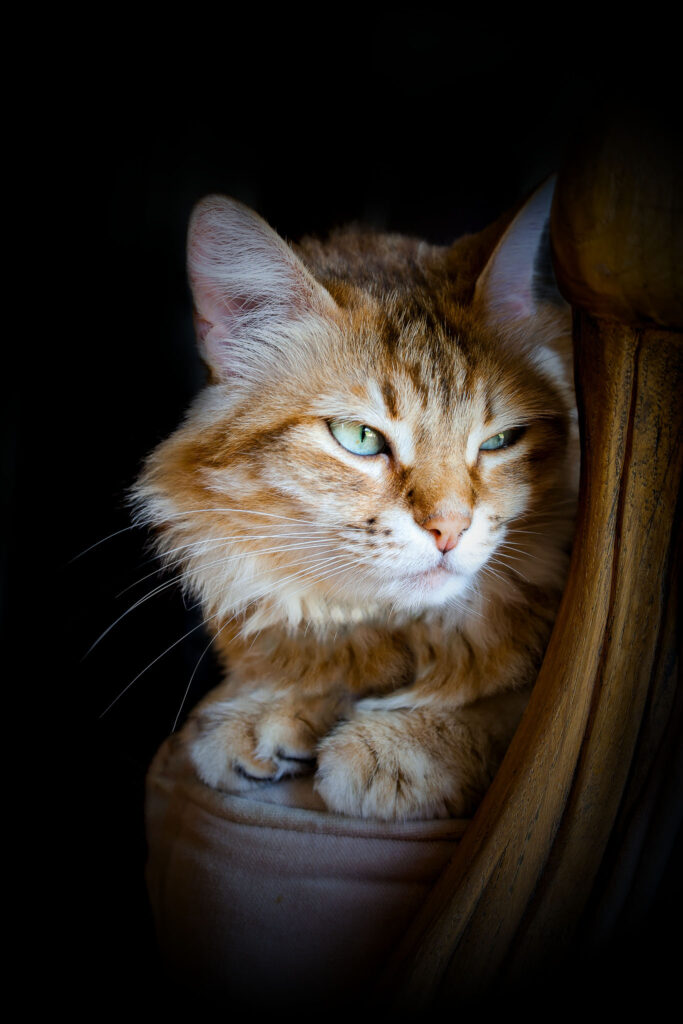 photographe canin & félin