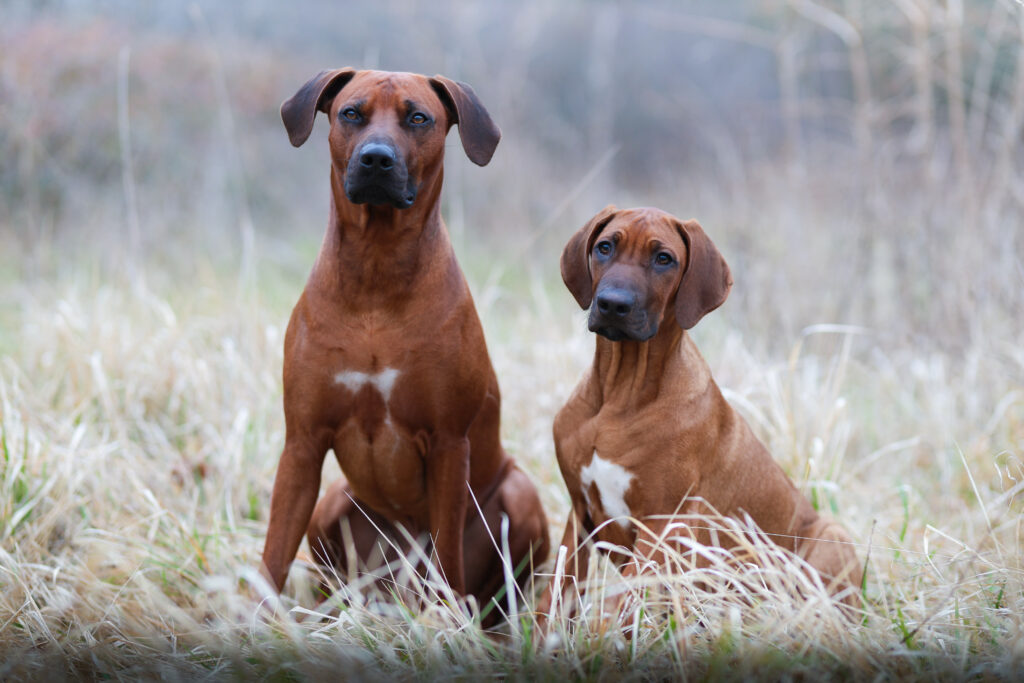 deux chiens qui posent