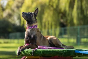 chien malinois